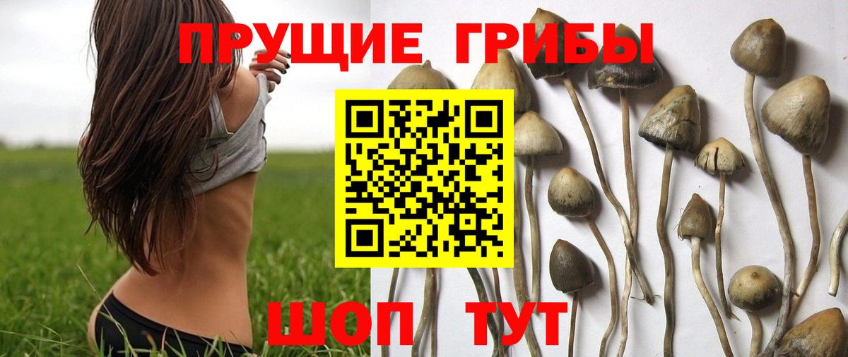 Псилоцибиновые грибы Psilocybe Баксан